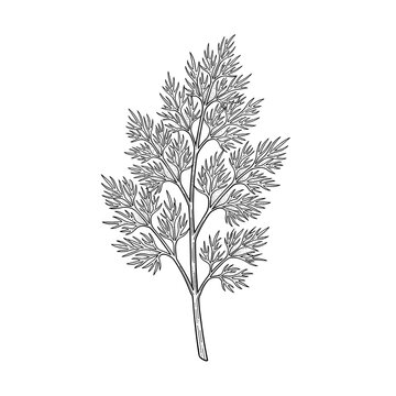 Dill feathery fronds line art for culinary gardening blogs and educational science posters