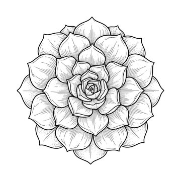 Echeveria dusty rose rosette line art for succulent gardening blogs and home decor