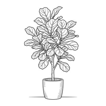 Fiddle leaf fig large glossy leaves line art for interior design and gardening blogs