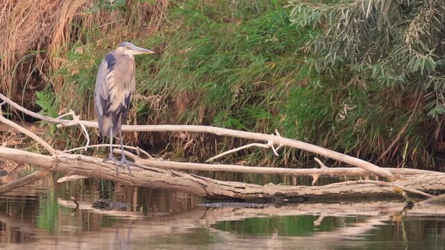 Great Blue Heron Perched beside Cache la Poudre River
