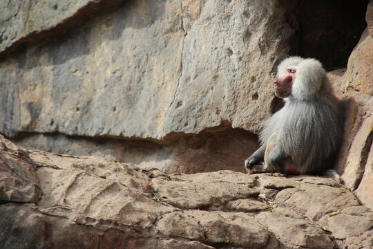 hamadryas baboon in a zoo in berlin in germany 