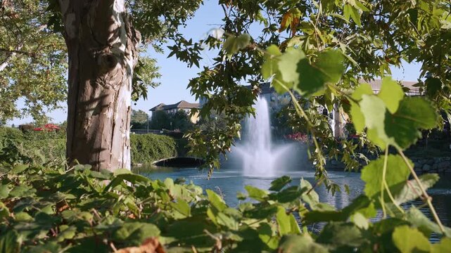 Fountain appears through green foliage beside urban buildings near pond, framed by a large tree trunk and leafy branches in a sunny landscaped waterfront setting