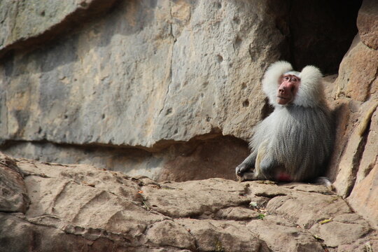 hamadryas baboon in a zoo in berlin in germany 