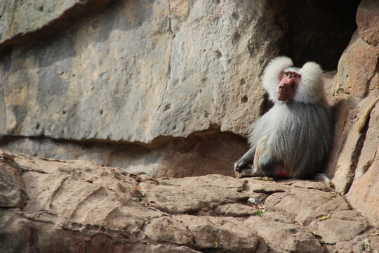 hamadryas baboon in a zoo in berlin in germany 