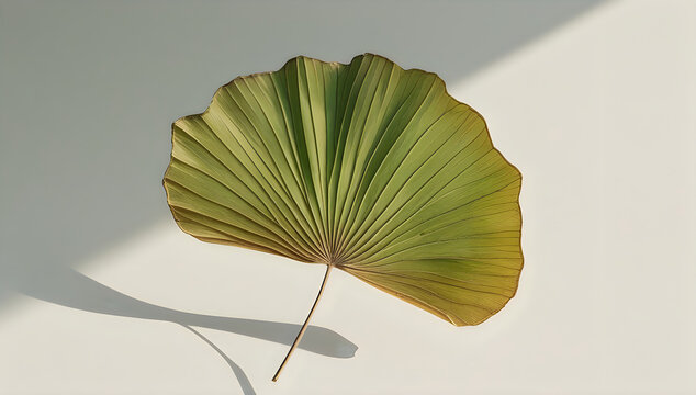 Single green fan palm leaf with beautiful light shadow illustration
