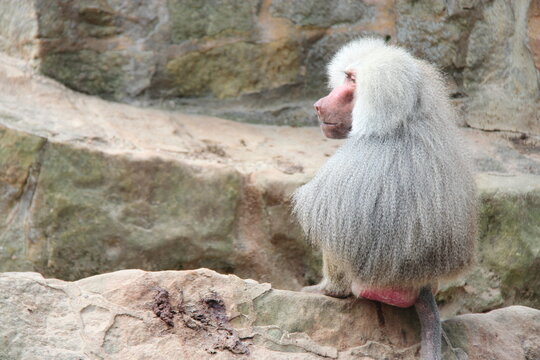 hamadryas baboon in a zoo in berlin in germany 