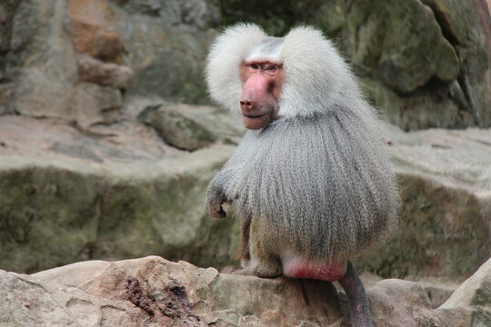 hamadryas baboon in a zoo in berlin in germany 