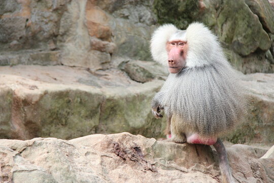hamadryas baboon in a zoo in berlin in germany 