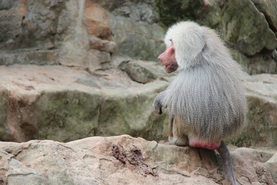 hamadryas baboon in a zoo in berlin in germany 