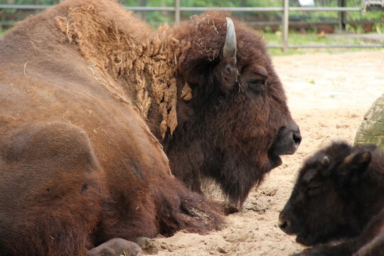 bison in a zoo in berlin in germany 