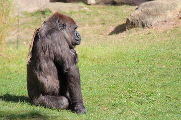 gorilla in a zoo in berlin in germany  © frdric