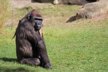 gorilla in a zoo in berlin in germany  © frdric