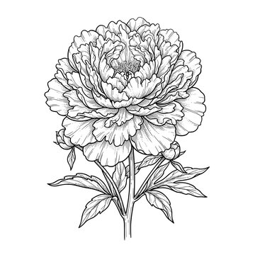 Peony layered ruffled petals line art for wedding floral blogs and stationery design