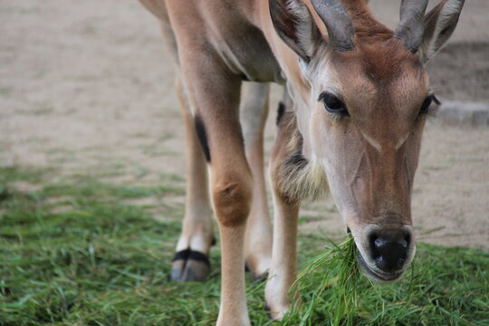 cape eland in a zoo in berlin in germany 