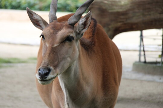 cape eland in a zoo in berlin in germany 
