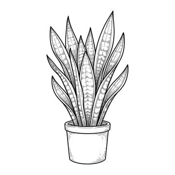 Snake plant yellow edge stripes line art for interior home decor and office plants
