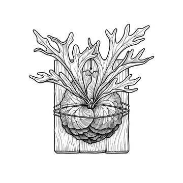 Staghorn fern mounted on wood epiphyte line art for home decor and botanical wall art