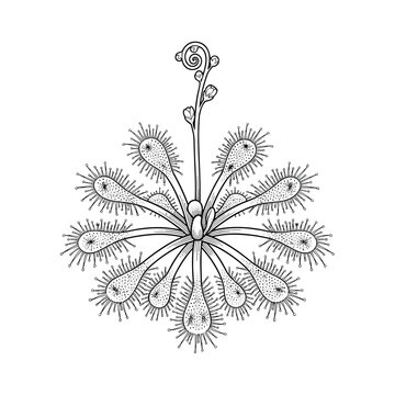 Sundew sticky tentacles carnivorous line art for biology education and science study