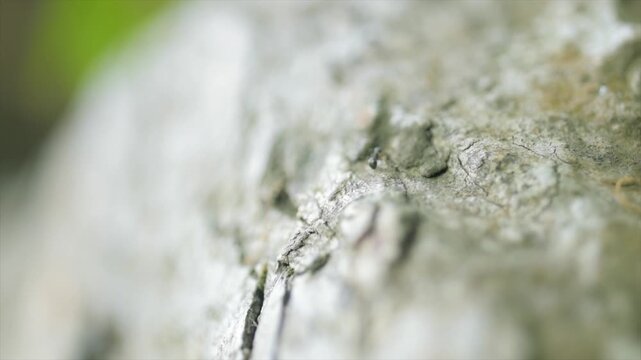 Macro 4K video of tiny black ants moving on a rough tree trunk in soft bright light.