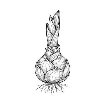 Tulip bulb emerging shoot line art for spring gardening blogs and floral home decor