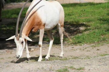 scimitar oryx in a zoo in berlin in germany  © frdric