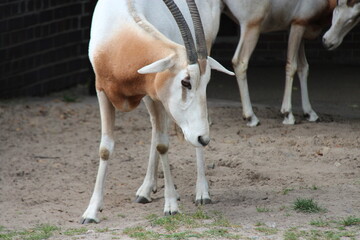 scimitar oryx in a zoo in berlin in germany  © frdric