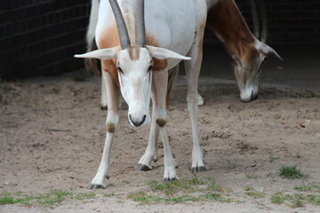 scimitar oryx in a zoo in berlin in germany  © frdric