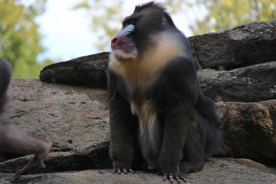 mandrill in a zoo in france 
