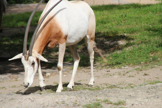 scimitar oryx in a zoo in berlin in germany 