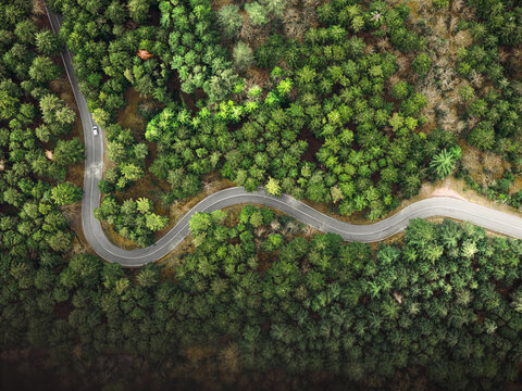 Aerial view of a winding road cutting through the dense evergreen forest of Vallombrosa, featuring lush pine trees and a single car driving along the curve. Vallombrosa, Tuscany, Italy.
