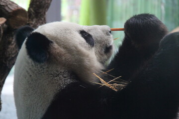 giant panda in zoo in belin in germany  © frdric