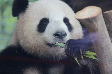 giant panda in zoo in belin in germany  © frdric