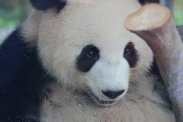 giant panda in zoo in belin in germany  © frdric