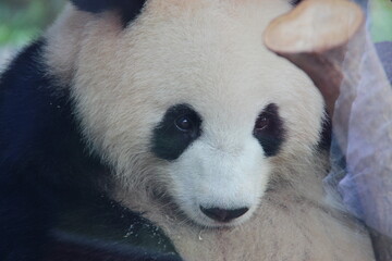 giant panda in zoo in belin in germany  © frdric