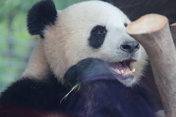 giant panda in zoo in belin in germany  © frdric