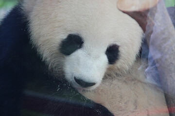giant panda in zoo in belin in germany  © frdric