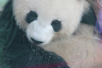 giant panda in zoo in belin in germany  © frdric