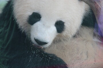 giant panda in zoo in belin in germany  © frdric