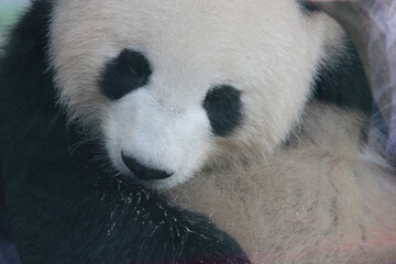giant panda in zoo in belin in germany  © frdric