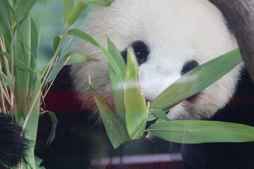 giant panda in zoo in belin in germany  © frdric