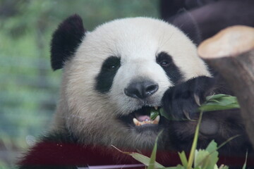Naklejka premium giant panda in zoo in belin in germany 