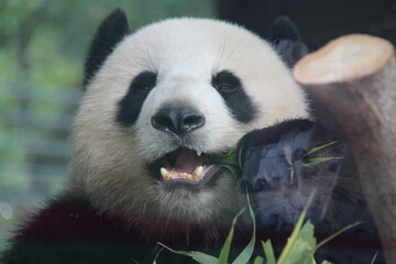giant panda in zoo in belin in germany  © frdric