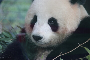giant panda in zoo in belin in germany  © frdric