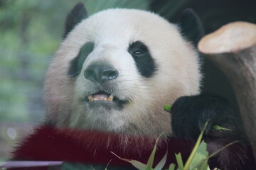 giant panda in zoo in belin in germany  © frdric