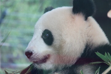 giant panda in zoo in belin in germany  © frdric