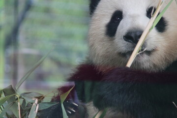 giant panda in zoo in belin in germany  © frdric