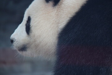giant panda in zoo in belin in germany  © frdric