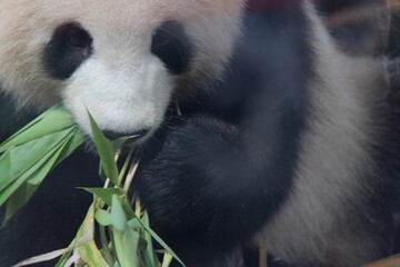giant panda in zoo in belin in germany  © frdric