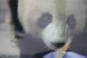giant panda in zoo in belin in germany  © frdric