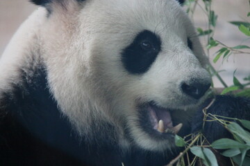giant panda in zoo in belin in germany  © frdric